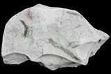 Ediacaran Aged Fossil Worms (Sabellidites) - Estonia #73520-1